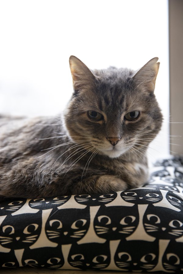 Pet example