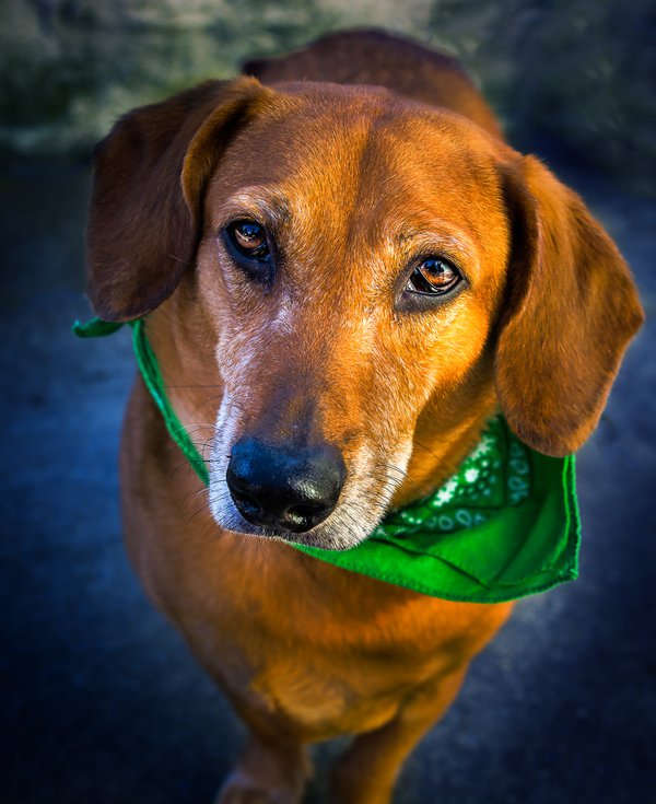Pet example