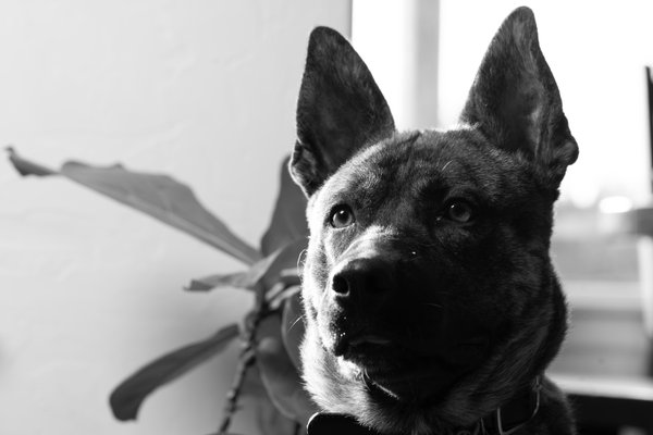 Pet example