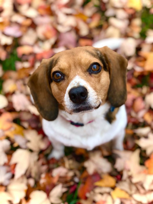 Pet example