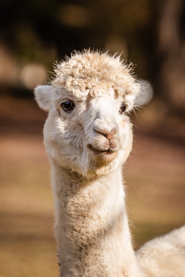 Pet example
