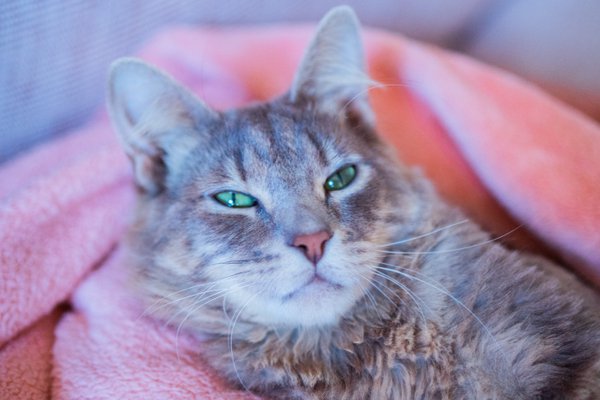 Pet example