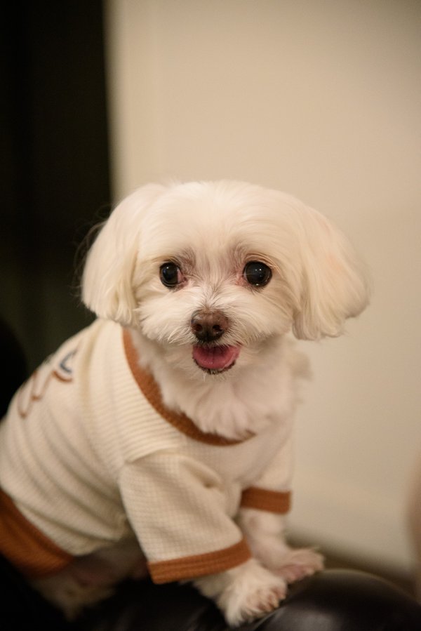 Pet example