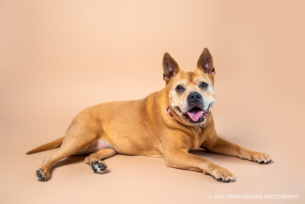 Pet example