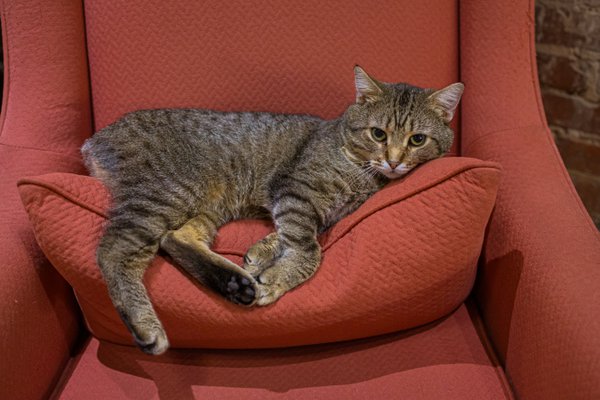 Pet example