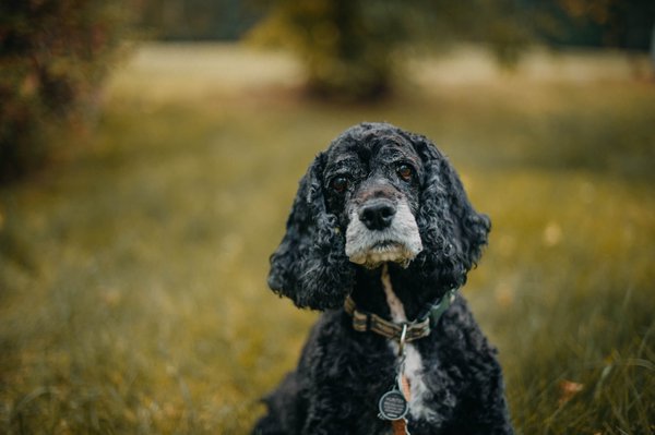 Pet example