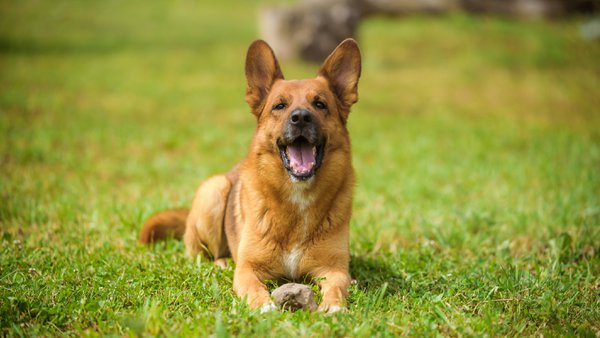 Pet example
