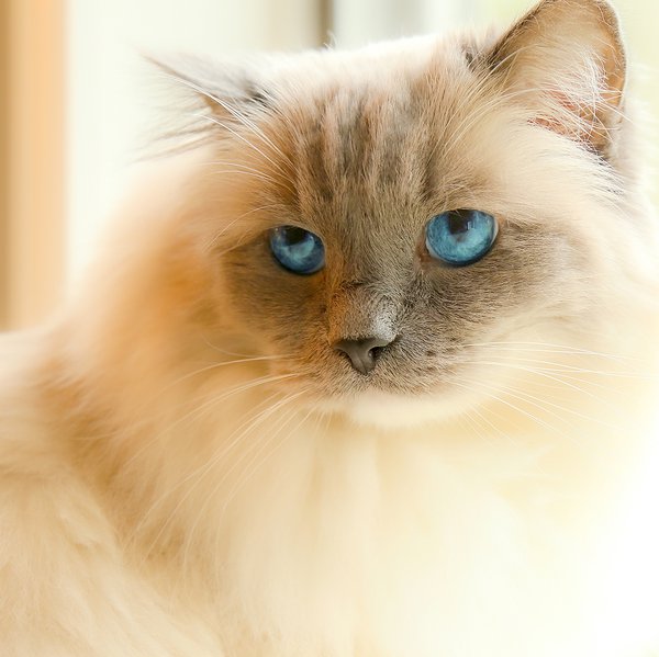 Pet example