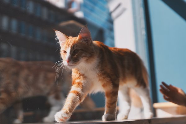 Pet example
