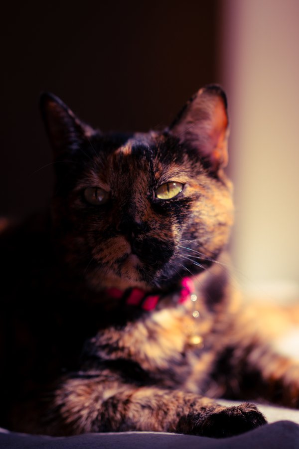 Pet example