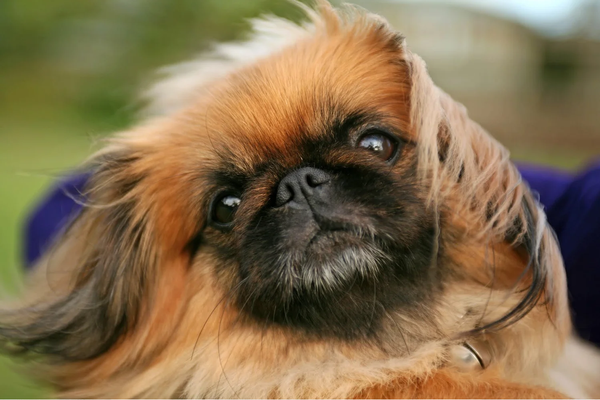 Pet example