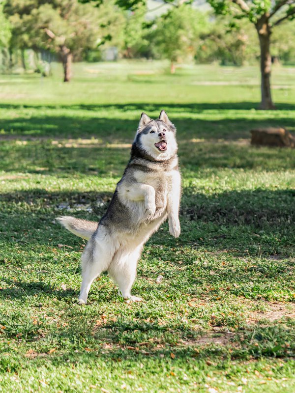 Pet example