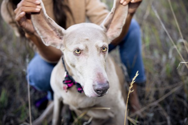 Pet example
