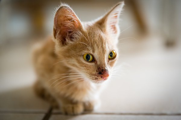 Pet example