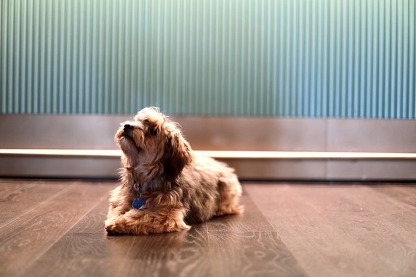 Pet example