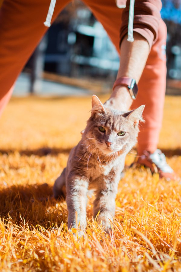Pet example
