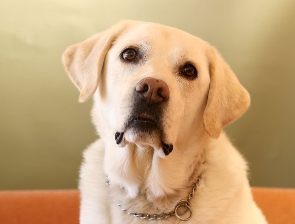 Pet example