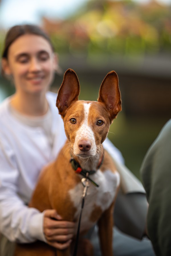 Pet example