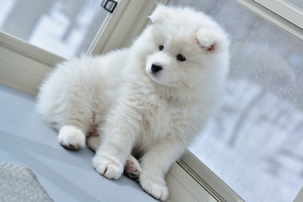 Pet example