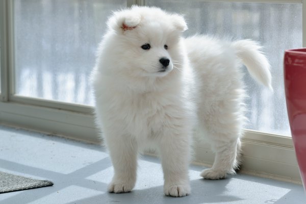 Pet example
