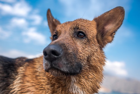 Pet example