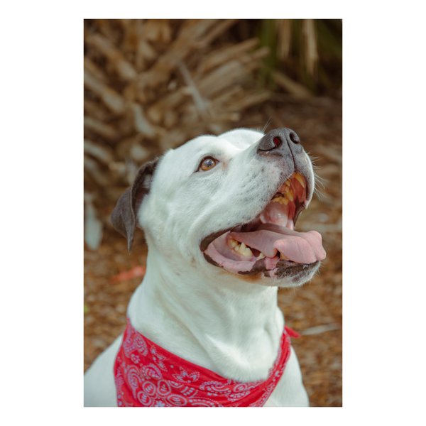 Pet example