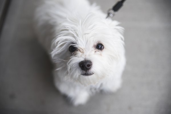 Pet example