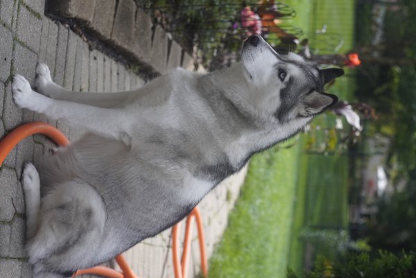 Pet example