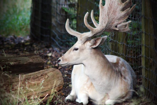Pet example