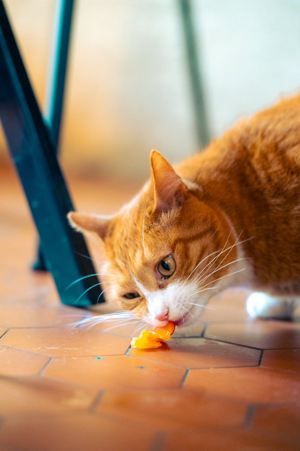 Pet example
