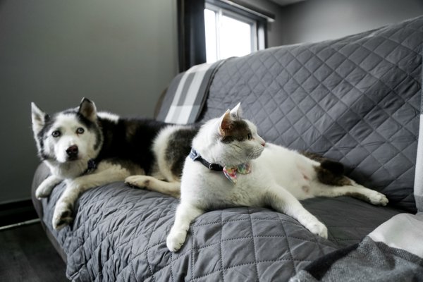 Pet example