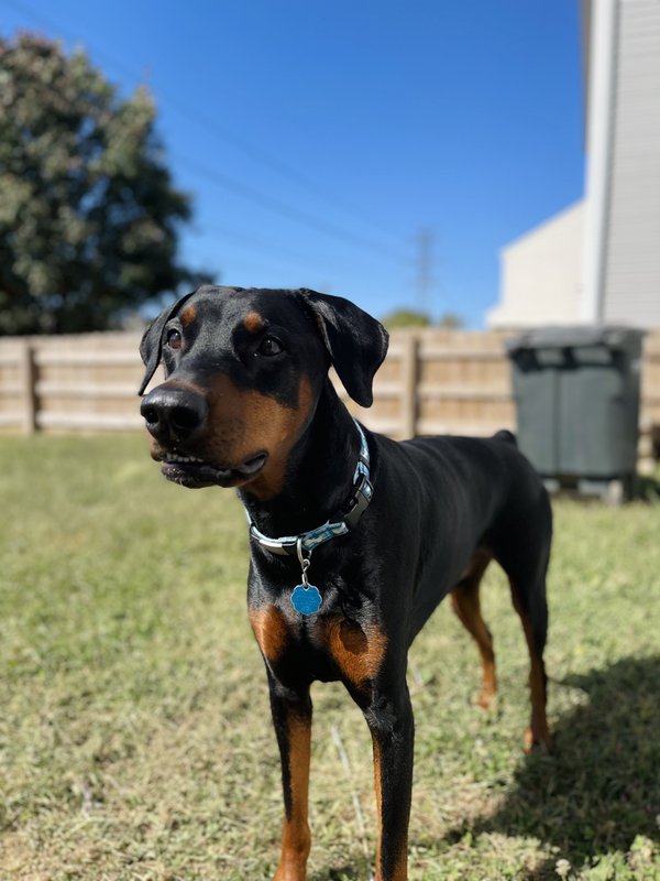 Pet example