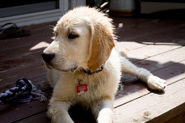 Pet example