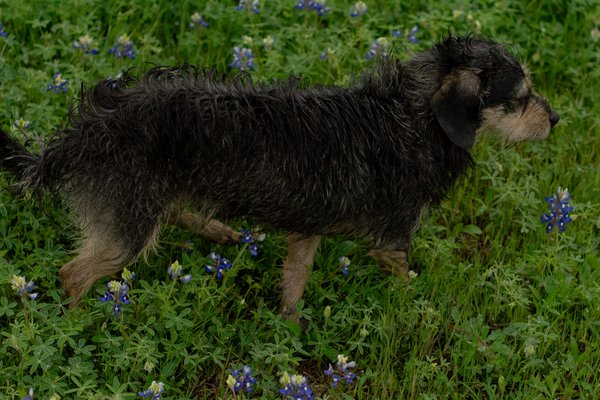 Pet example