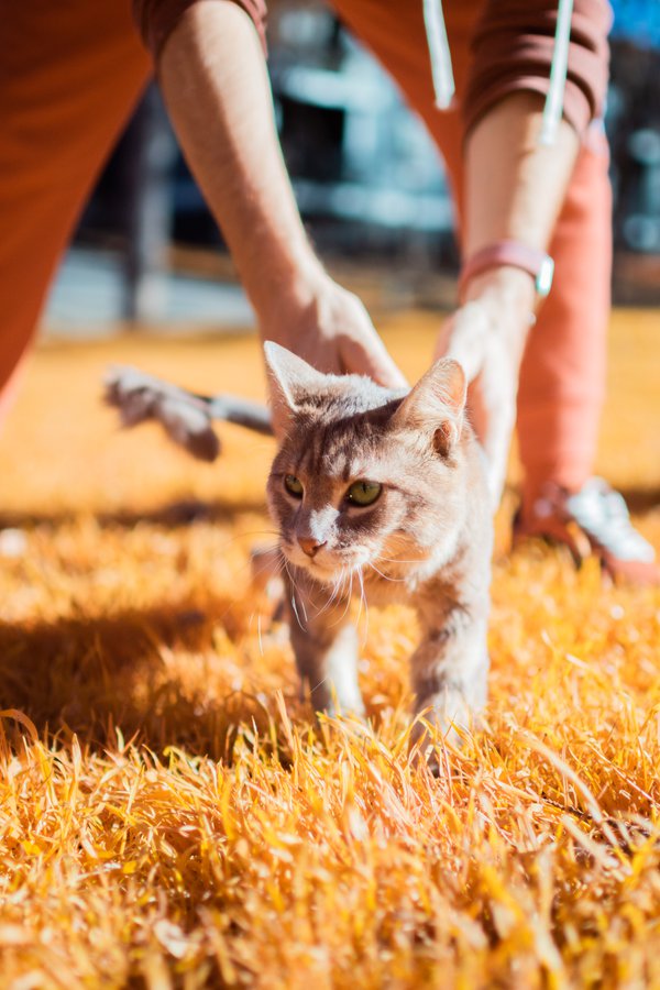 Pet example