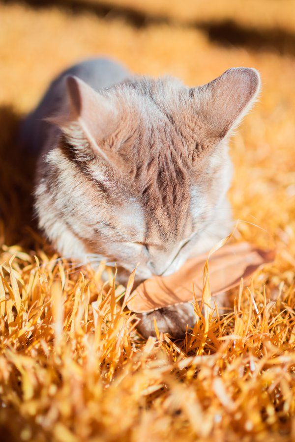 Pet example
