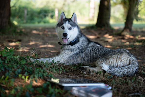 Pet example