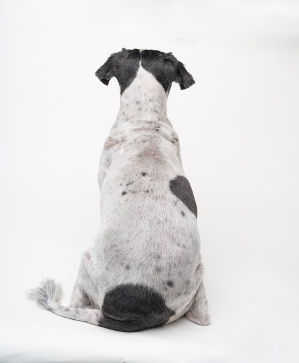 Pet example