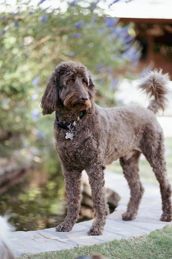 Pet example