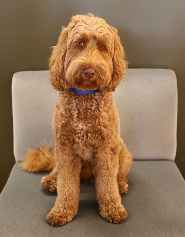 Pet example