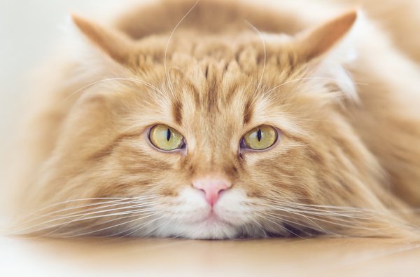 Pet example