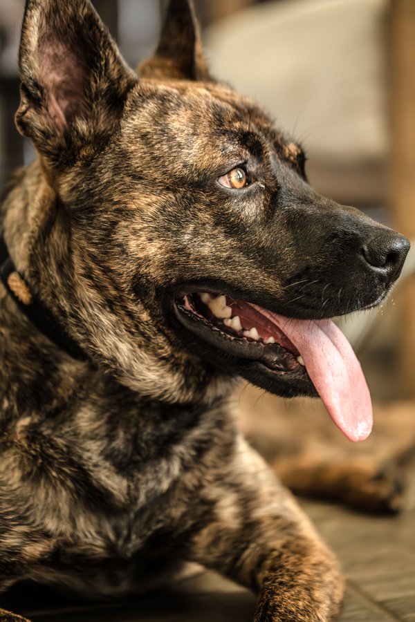 Pet example
