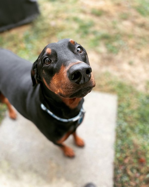 Pet example