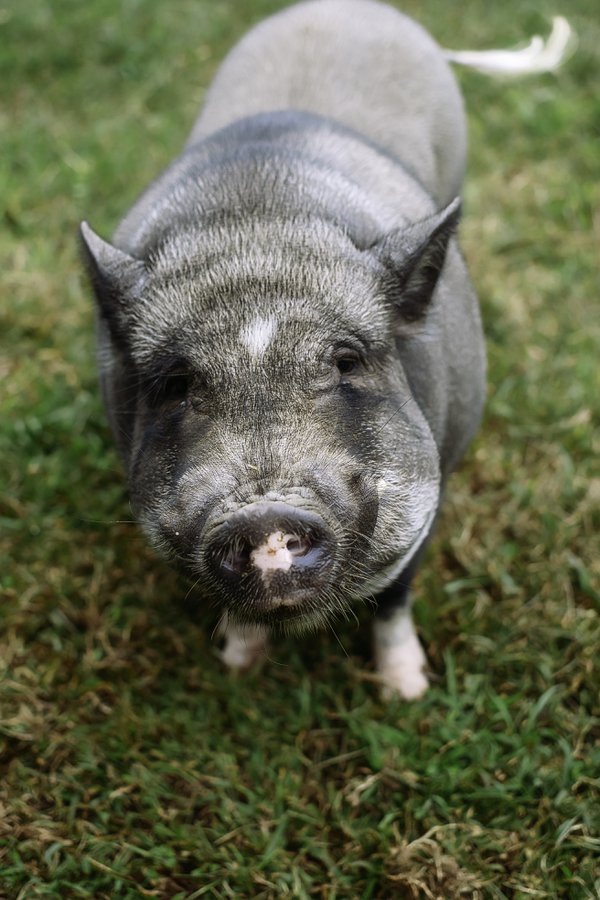 Pet example