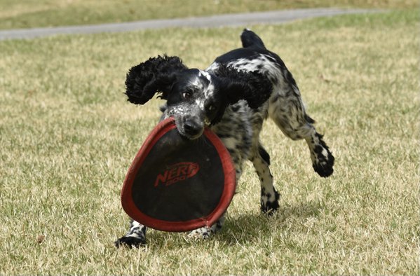 Pet example
