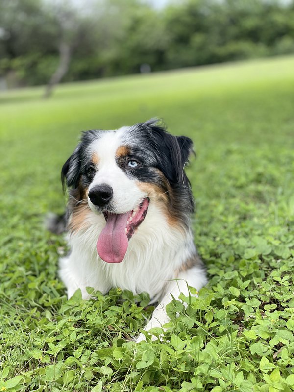 Pet example