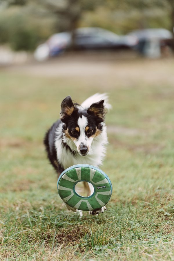 Pet example