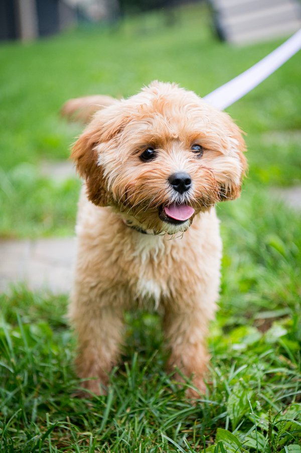 Pet example