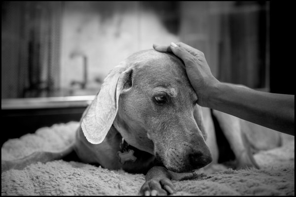 Pet example