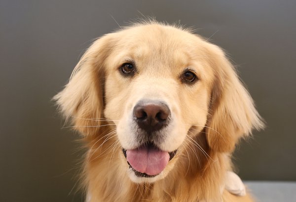Pet example